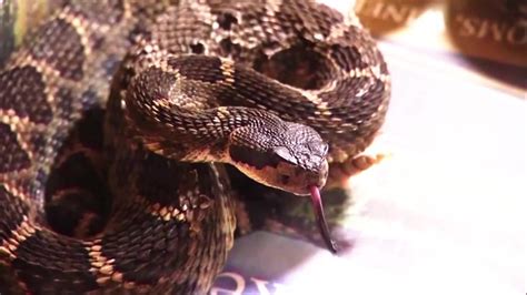 Amazon delivery driver bitten by ‘highly venomous’ rattlesnake in Florida